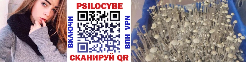 Псилоцибиновые грибы Cubensis Майский